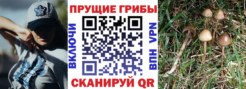 Псилоцибиновые грибы GOLDEN TEACHER  Комсомольск-на-Амуре 